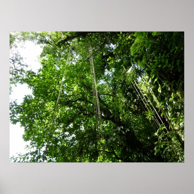 Poster Fotografia da Floresta Tropical de Jungle Ropes (Frente)