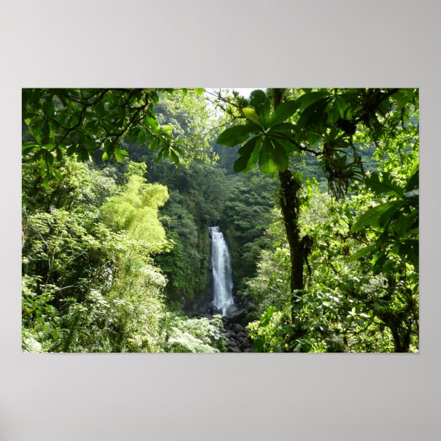 Poster Fotografia da Floresta Tropical de Trafalgar Falls (Frente)