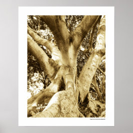 Poster Fotografia da Grande Árvore Sépia Preto e Branco