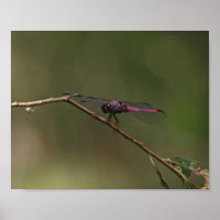 Fotografia da Natureza com Libélula Vermelha