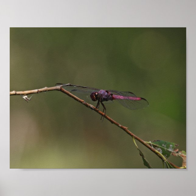 Poster Fotografia da Natureza com Libélula Vermelha (Frente)