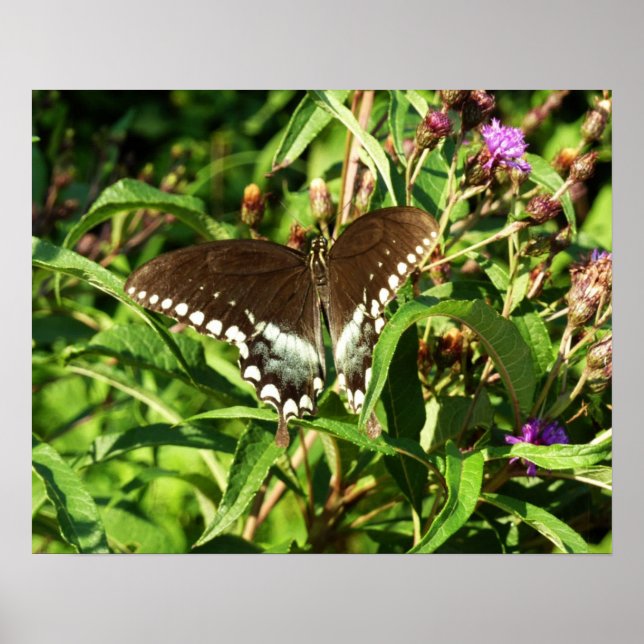 Poster Fotografia da Natureza da Borboleta Rabo de Andori (Frente)
