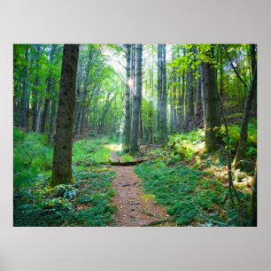 Poster Fotografia da Natureza da Floresta