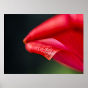 Poster Fotografia da Natureza da Pétala da Tulipa Vermelh