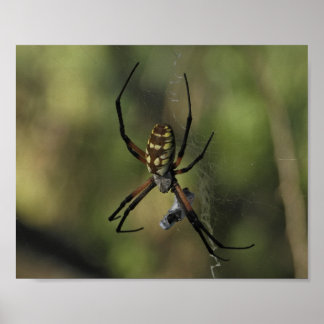 Poster Fotografia da Natureza da Teia da Aranha Tecelã de
