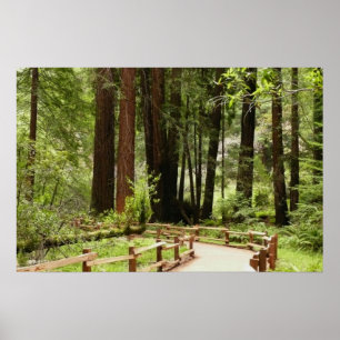 Poster Fotografia da Natureza da Trilha I de Muir Woods