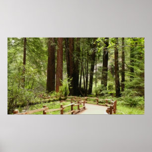 Poster Fotografia da Natureza da Trilha I de Muir Woods