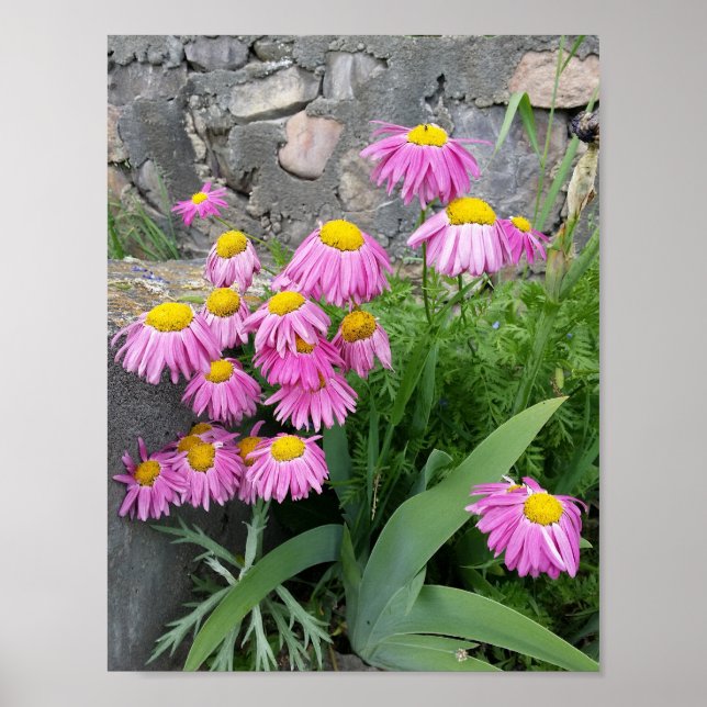 Poster Fotografia da natureza: Daisy Flowers Pintado Rosa (Frente)