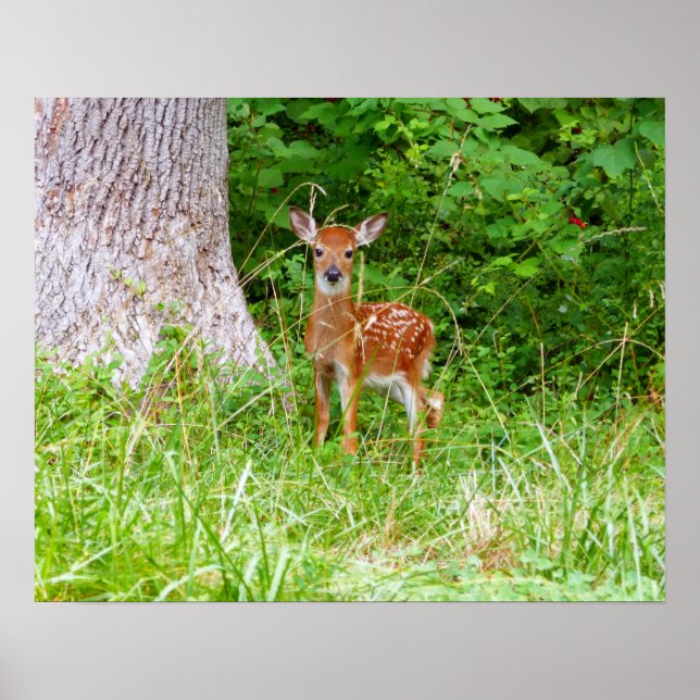 Poster Fotografia da Natureza de Bebê Veado nos Bosques (Frente)