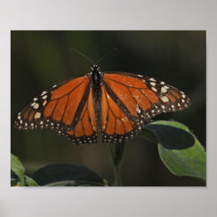 Poster Fotografia da Natureza de Borboleta Laranja