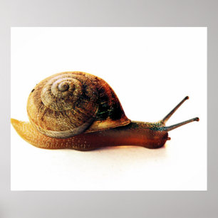 Pôster Fotografia da Natureza de Caracol de Jardim
