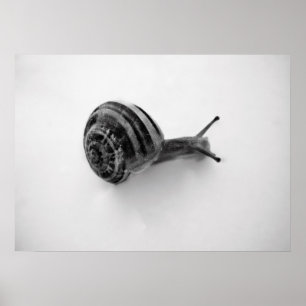 Poster Fotografia da Natureza de Caracol de Jardim