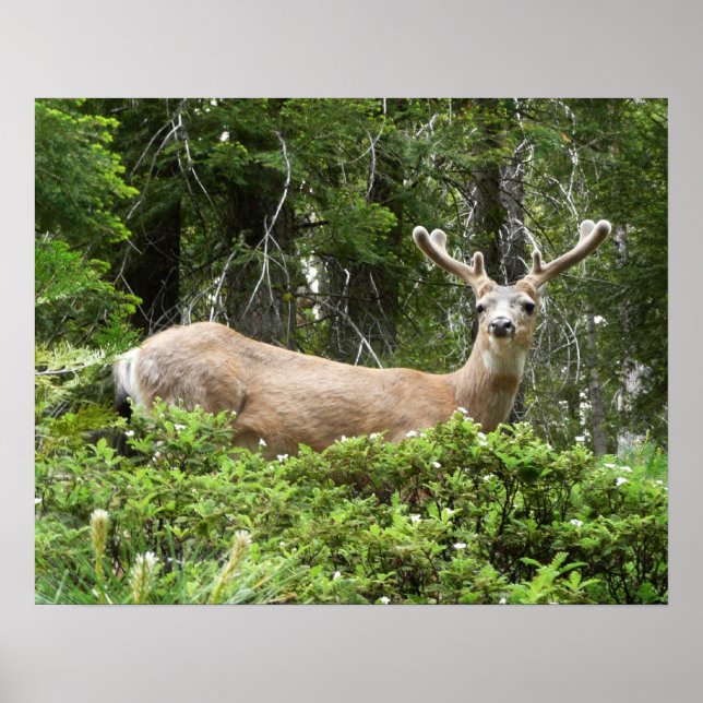 Poster Fotografia da Natureza de Cervos em Yosemite (Frente)