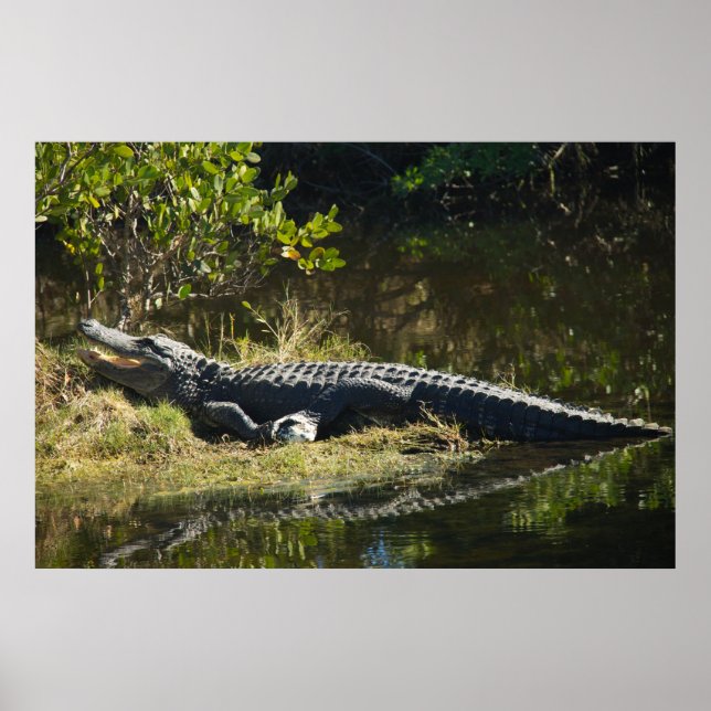 Poster Fotografia da Natureza de Jacaré da Flórida na Mar (Frente)