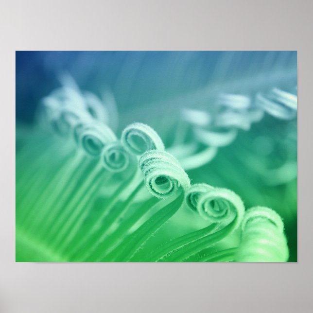 Poster Fotografia da natureza de palmeira Tropical de Sag (Frente)