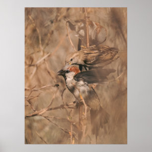 Poster Fotografia da Natureza de Pardais na Primavera