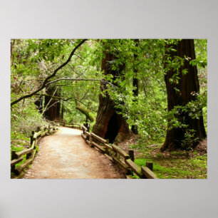 Pôster Fotografia da Natureza do Caminho Muir Woods II