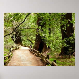 Pôster Fotografia da Natureza do Caminho Muir Woods II