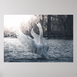 Poster Fotografia da natureza do cisne branco
