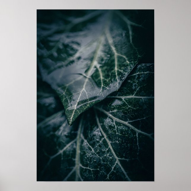Poster Fotografia da Natureza Floral Dark Moody Ivy (Frente)