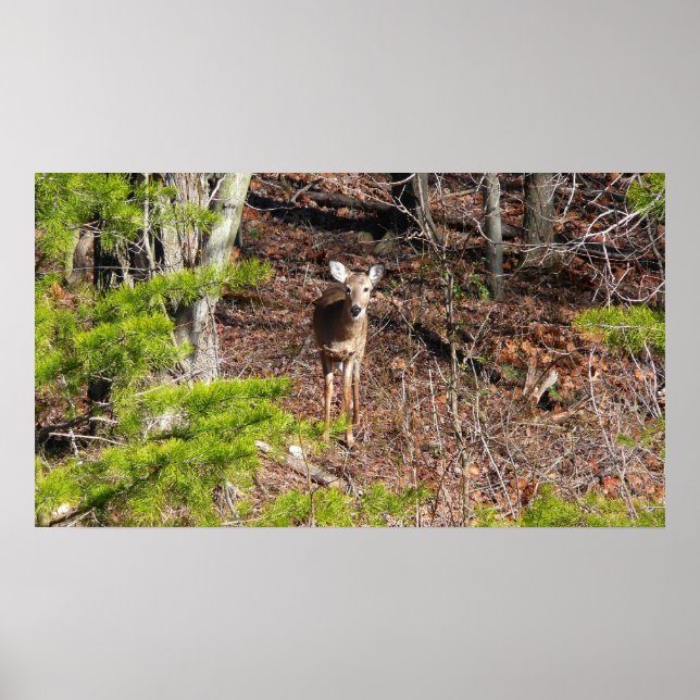 Poster Fotografia da Natureza: Veado Adorável na Floresta (Frente)