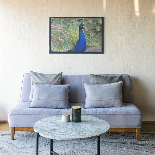 Poster Fotografia da pena de pavão azul