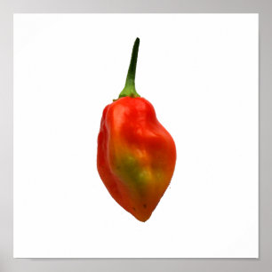Pôster Fotografia da pimenta do Habanero única