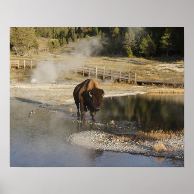 Poster Fotografia da vida selvagem Bison Yellowstone (Frente)