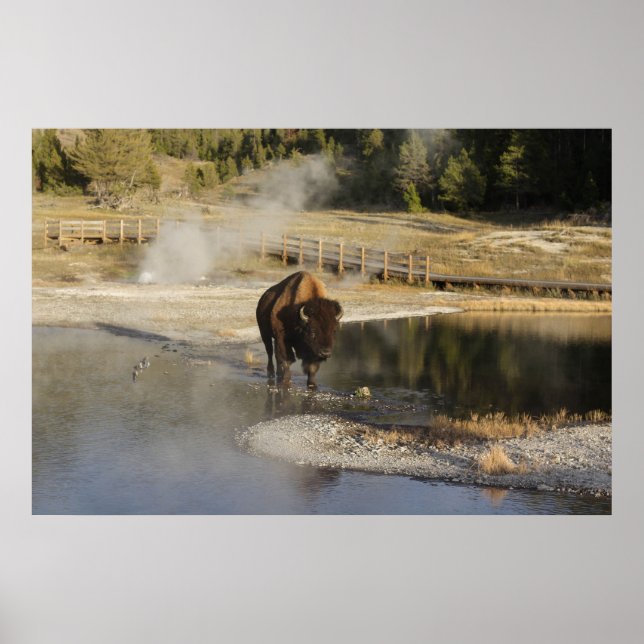 Poster Fotografia da vida selvagem Bison Yellowstone (Frente)