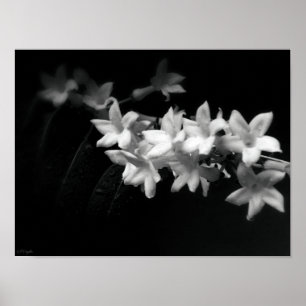 Poster Fotografia das flores pretas e brancas do jasmine