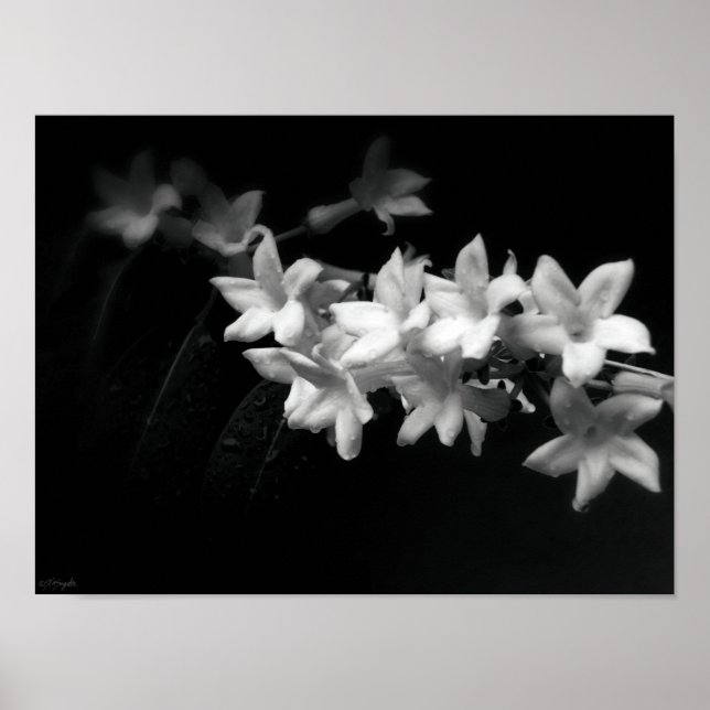 Poster Fotografia das flores pretas e brancas do jasmine (Frente)