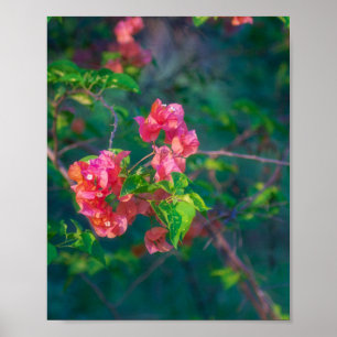 Poster Fotografia de Arte de Parede de Flor de Bougainvil