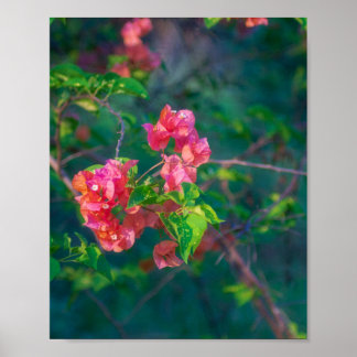 Poster Fotografia de Arte de Parede de Flor de Bougainvil