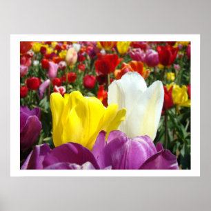 Poster Fotografia de Arte Fino de Flores de Tulipa Tulipa