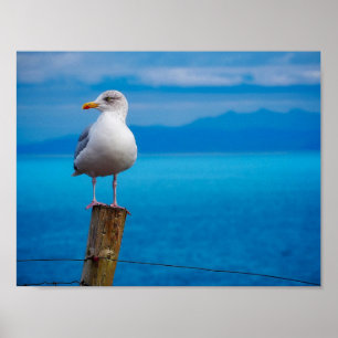 Poster Fotografia de aves marinhas em pé