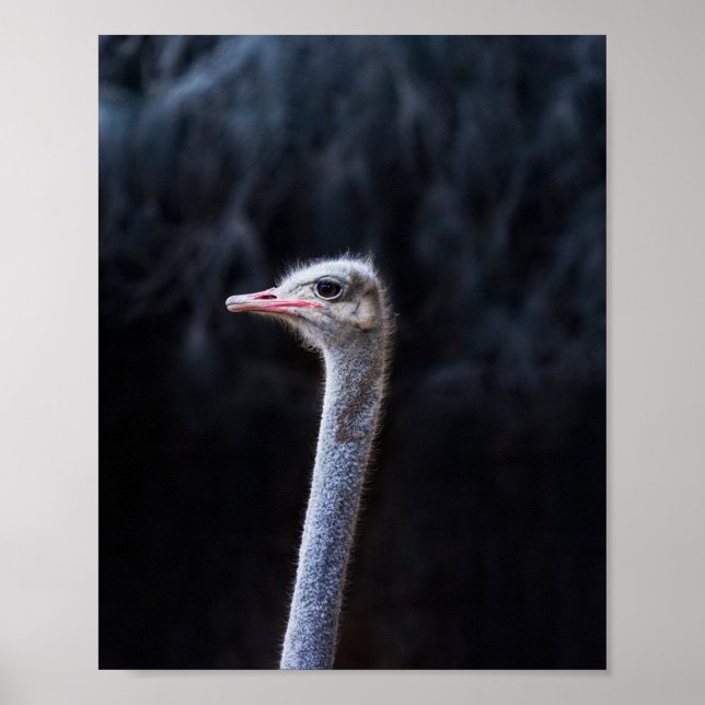Poster Fotografia de Avestruz (Frente)