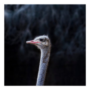 Pôster Fotografia de Avestruz