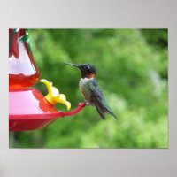 Fotografia de Beija-Flor-de-Pescoço-Rubro