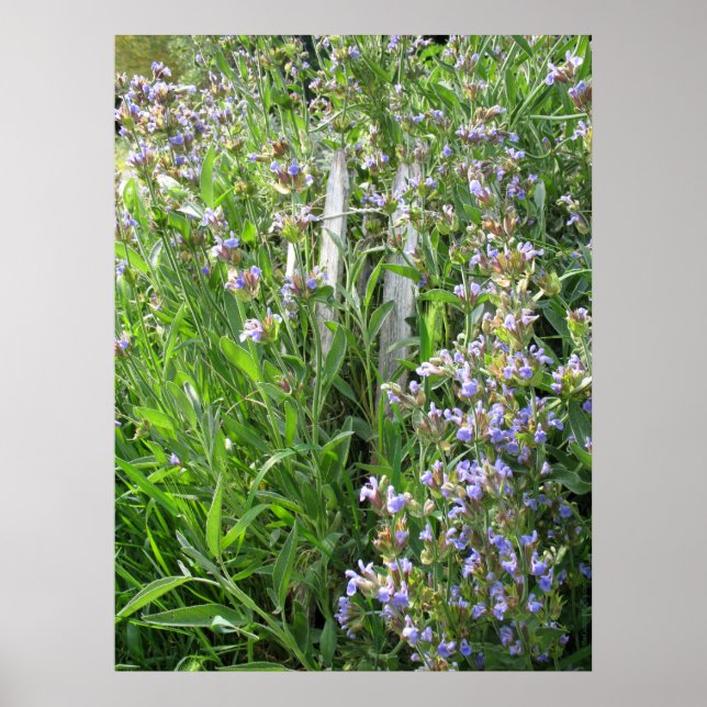 Poster Fotografia de Blue Flor Sage (Frente)