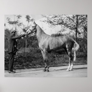 Pôster Fotografia de cavalos antigos