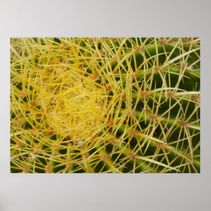Poster Fotografia de Closeup Nature de Barrel Cactus