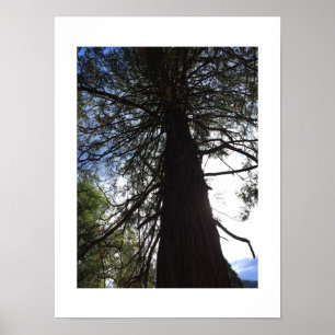 Poster Fotografia de Cor Verde Yosemite em Ramificações T