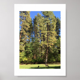 Poster Fotografia de cor Yosemite Doe Fawn