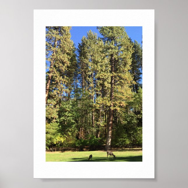 Poster Fotografia de cor Yosemite Doe Fawn (Frente)