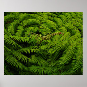 Poster Fotografia de Fern Fine Art