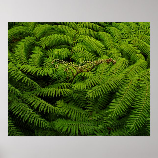 Poster Fotografia de Fern Fine Art (Frente)