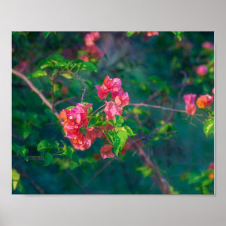 Poster Fotografia de Flor de Bougainvillea Rosa Pos Arte