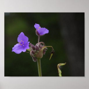 Poster Fotografia de Flor Silvestre Tradescantia