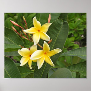 Poster Fotografia de Flor Tropical Plumeria Amarela