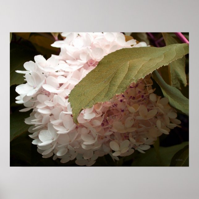 Pôster Fotografia de Flores de Hydrangea Rosa (Frente)